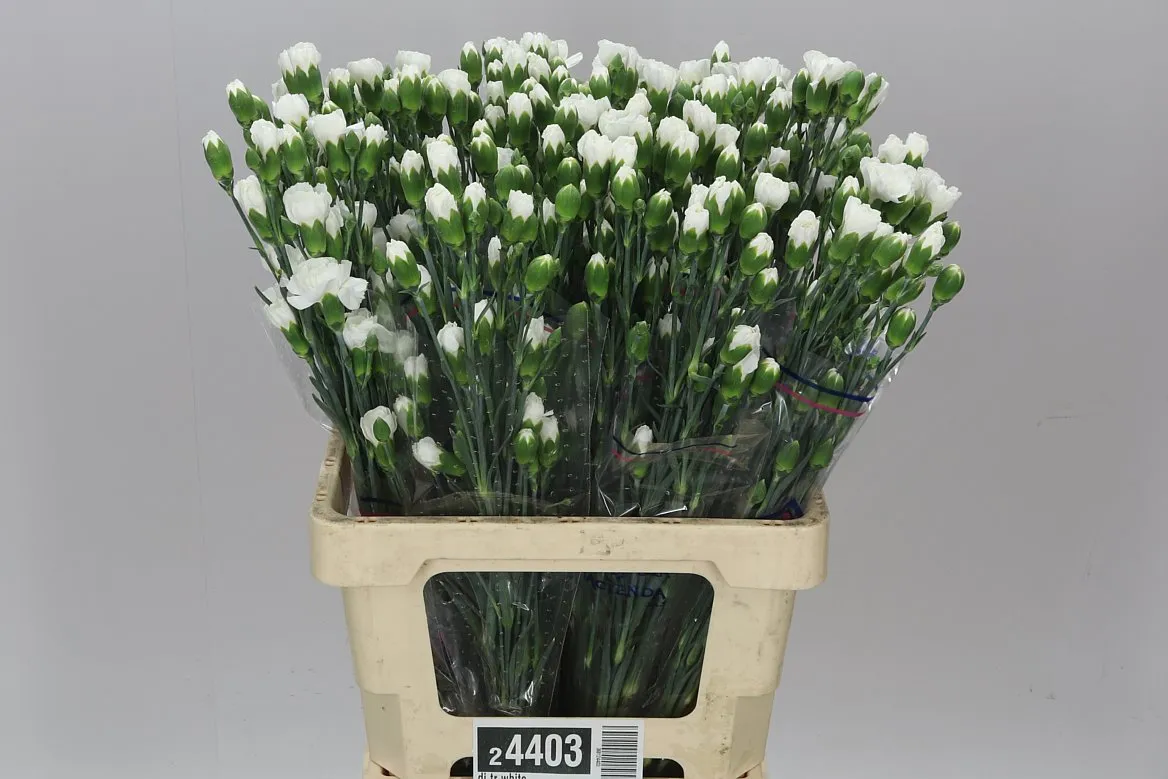 Karafiát trsový White, Kolumbia • 60 cm
