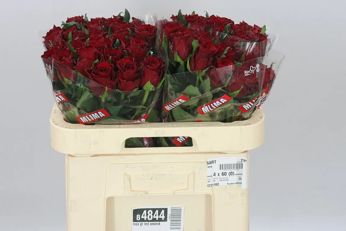 Ruža Red Amarok • 60 cm