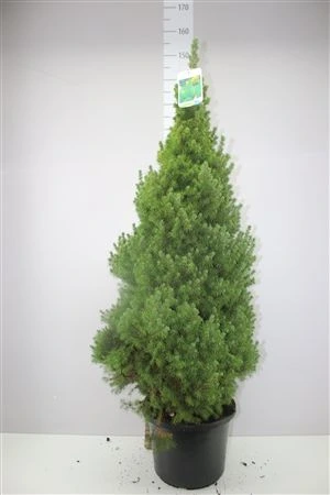 Picea Gl Perfecta X • črepník 32 cm