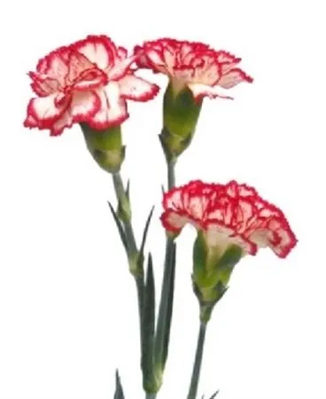 Karafiát trsový Minueto Box • 65 cm