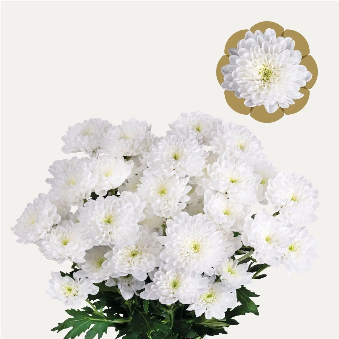 Chryzantéma trsová Altay 75 Gram • 70 cm