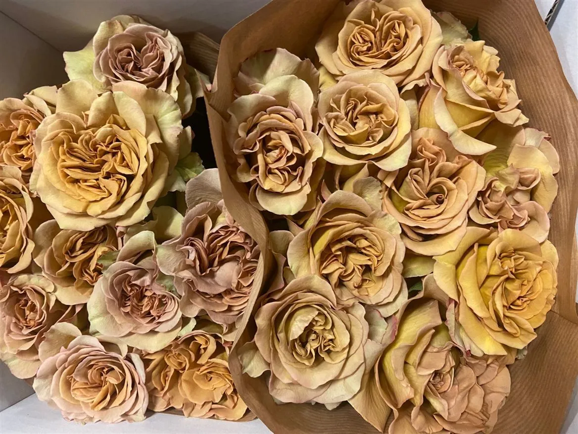 Rosa Gr Ec James Brown • 40 cm