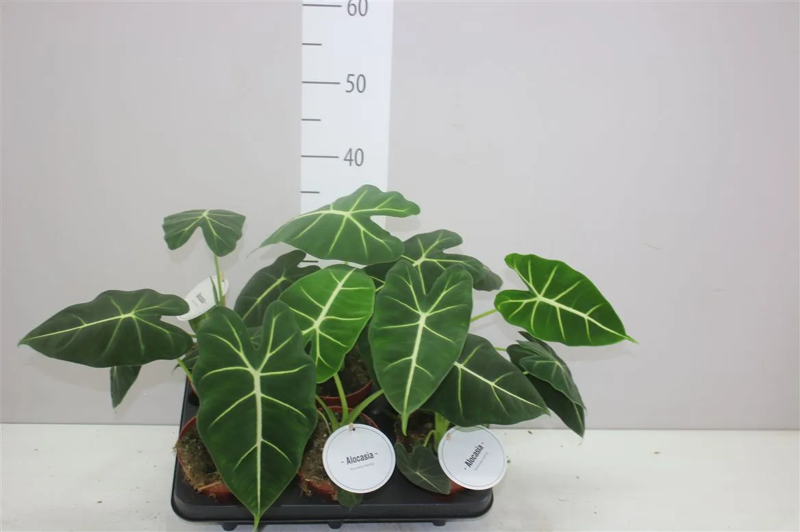 Alocasia Frydek • črepník 12 cm