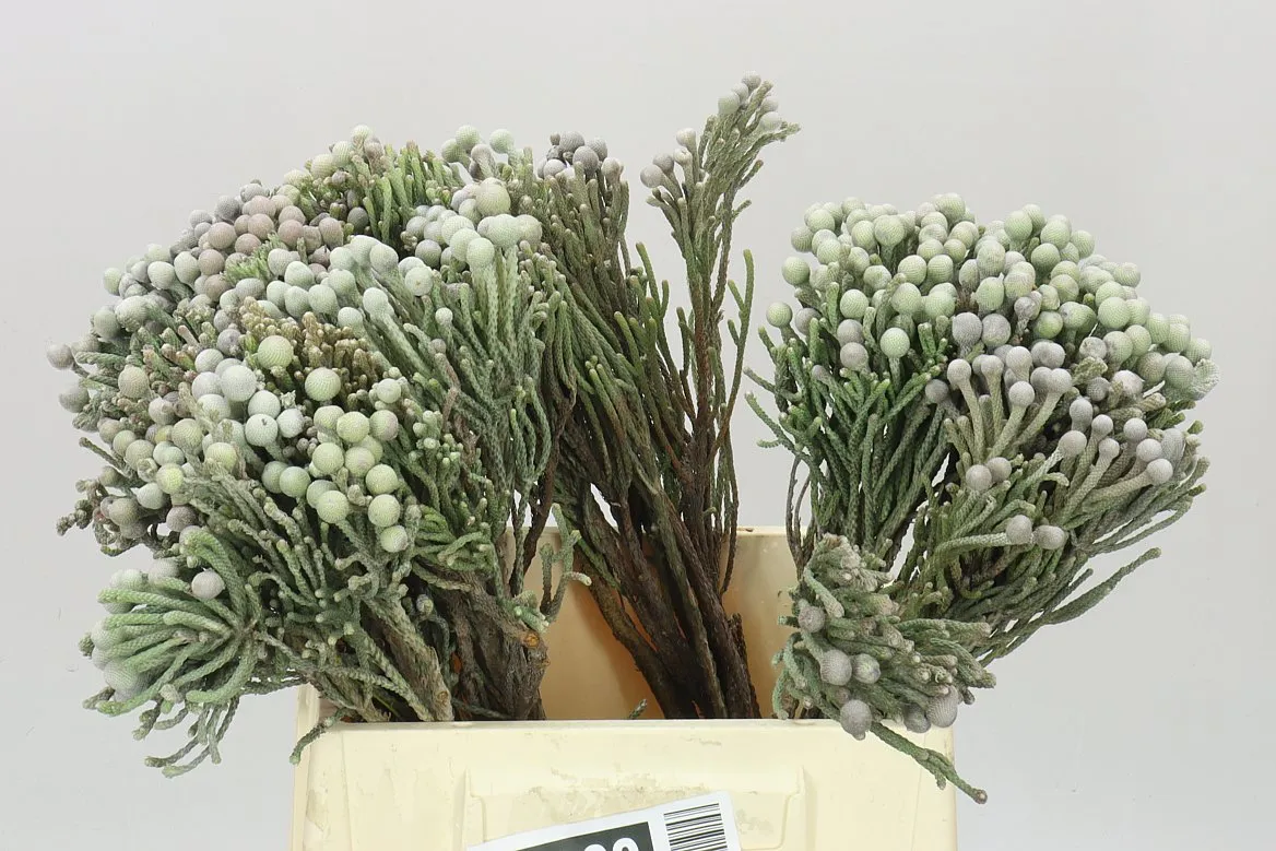 Kaaps Brunia Silver • 40 cm