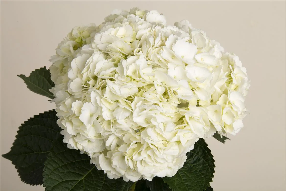 Hortenzia White