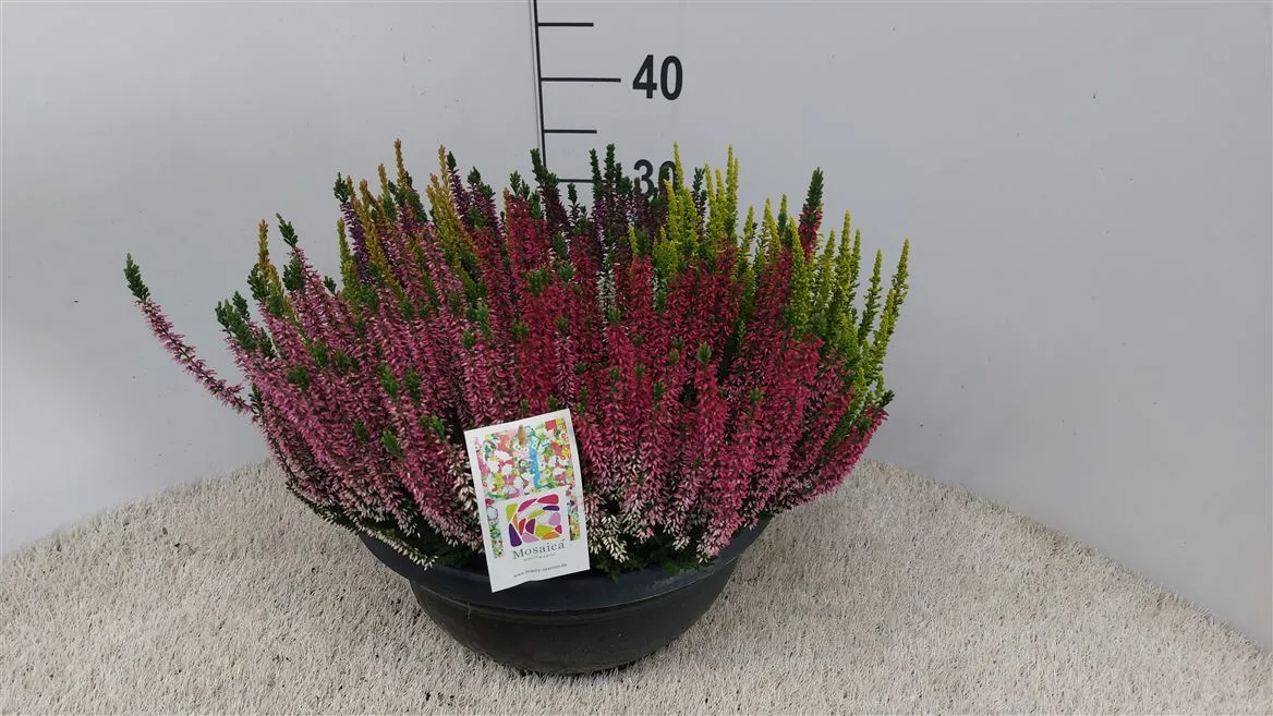 Vres Beauty Ladies v miske Mosaica Xl • črepník 35 cm