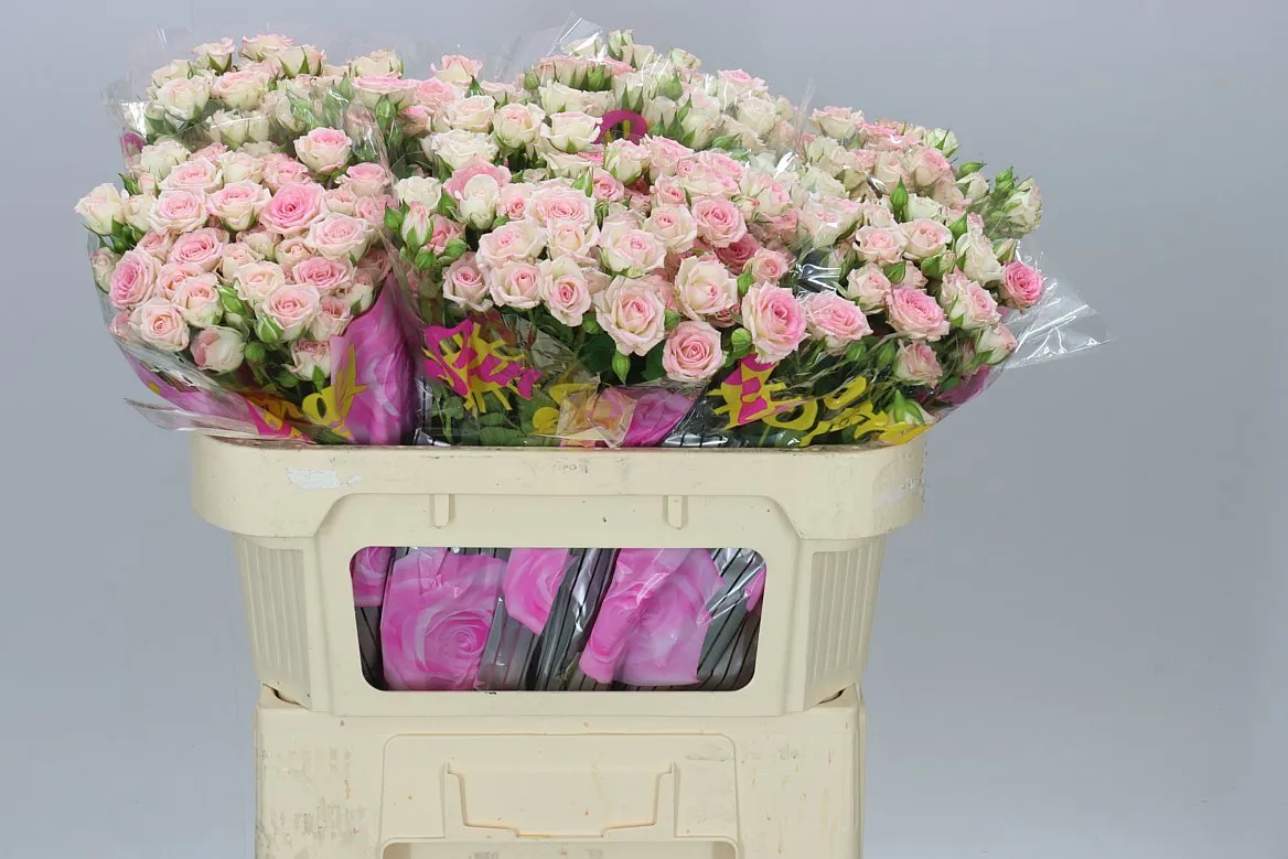 Ruža trsová Creamy Twister A2 • 70 cm