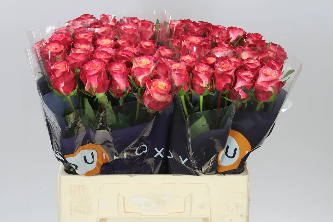 Rosa Gr Mai Tai • 60 cm