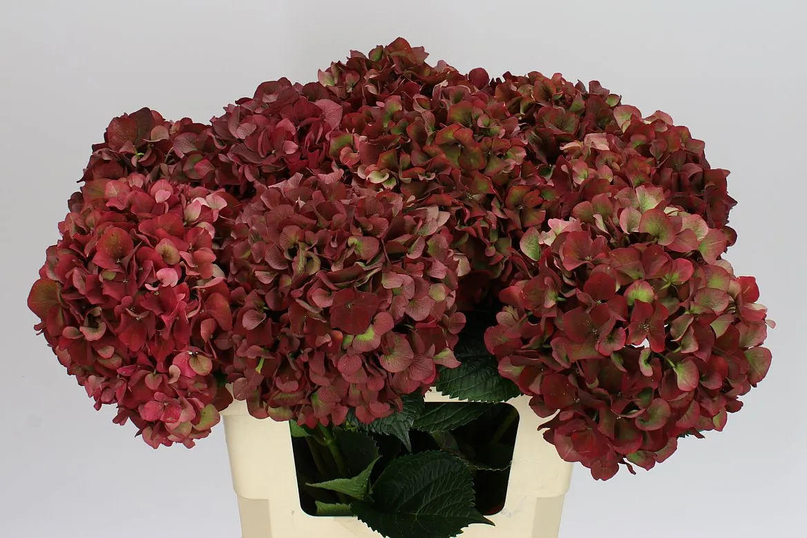 Hydrangea Rubyred Classic • 60 cm