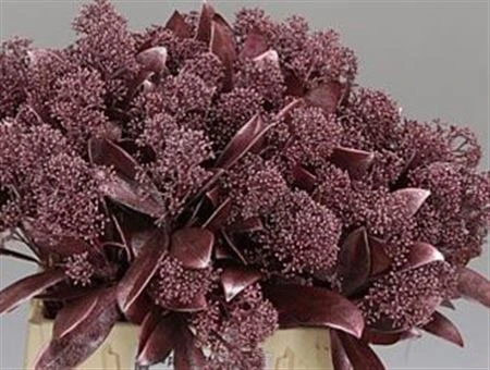 Skimmia farbená Rosé • 45 cm