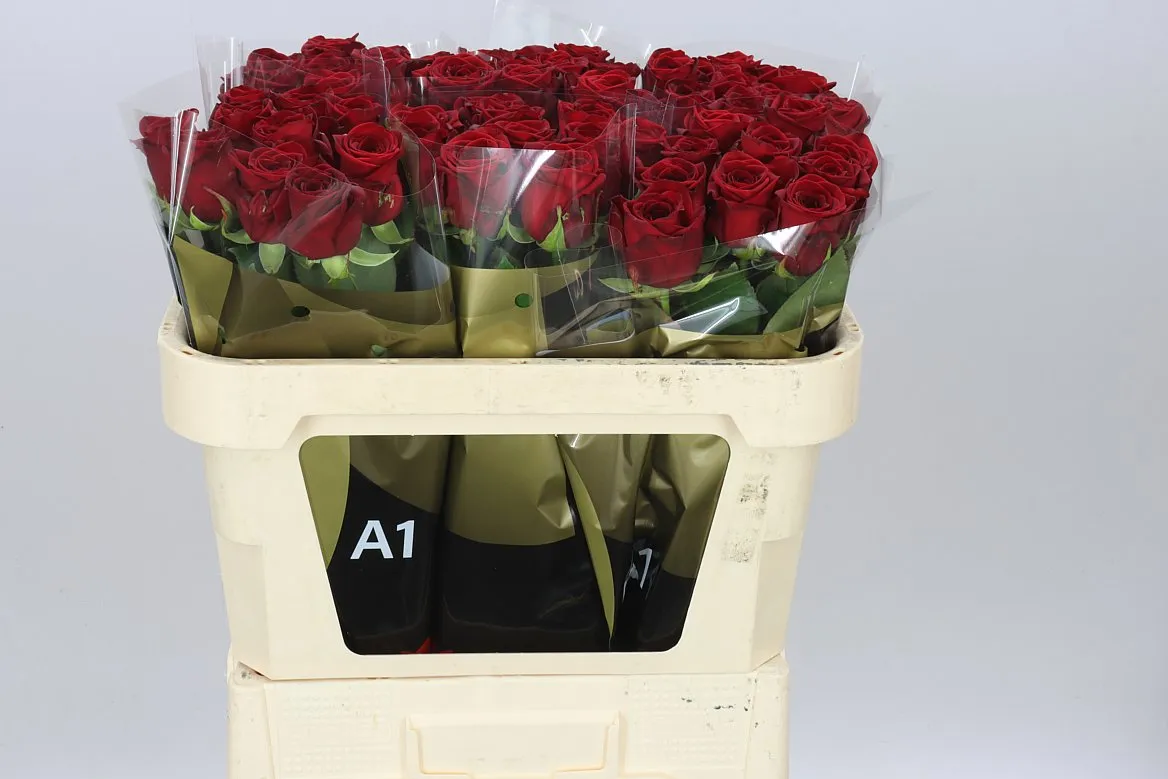 Ruža Red Naomi Marj • 70 cm