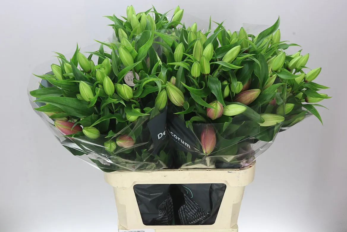 Ľalia orientálna Roselily Floretta (double) • 95 cm