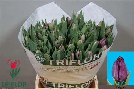 Tulipa En Saigon • 44 cm
