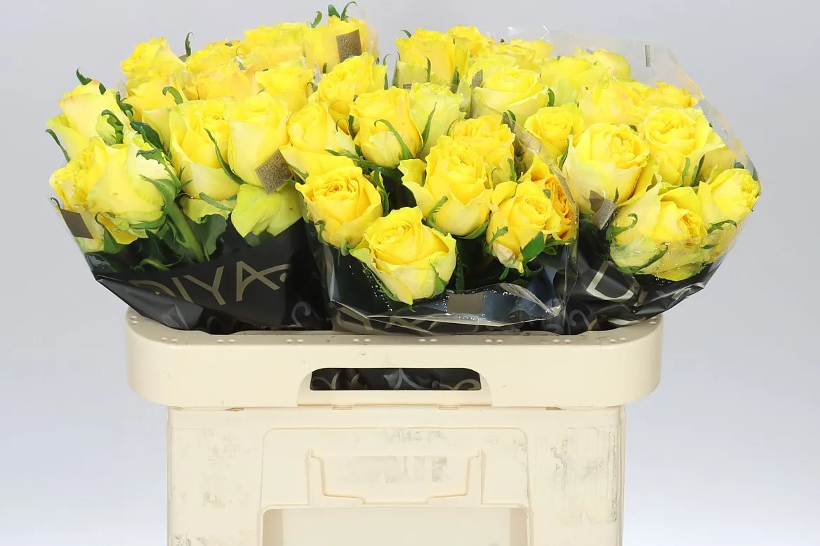 Rosa Gr Golden Smile • 60 cm