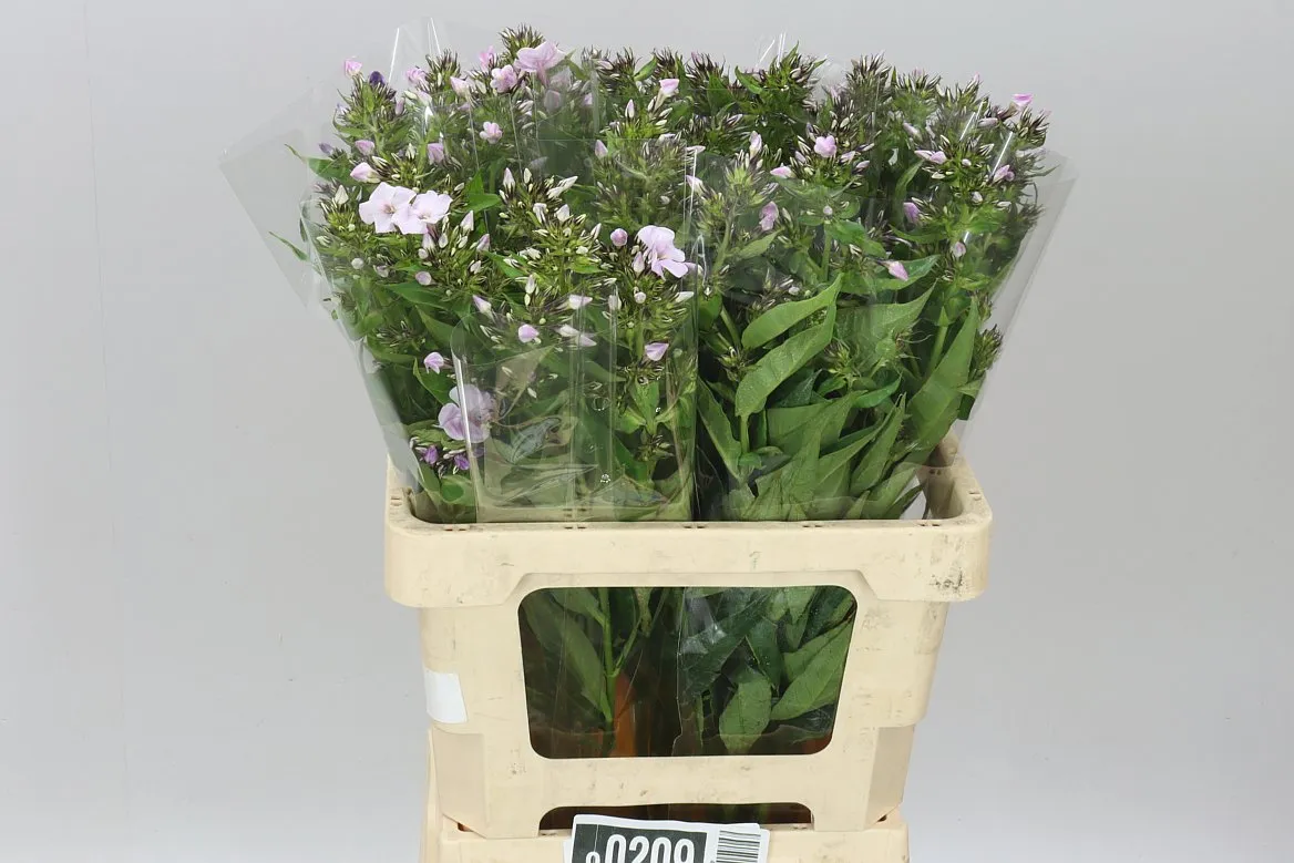 Flox Sweet Lexy • 60 cm