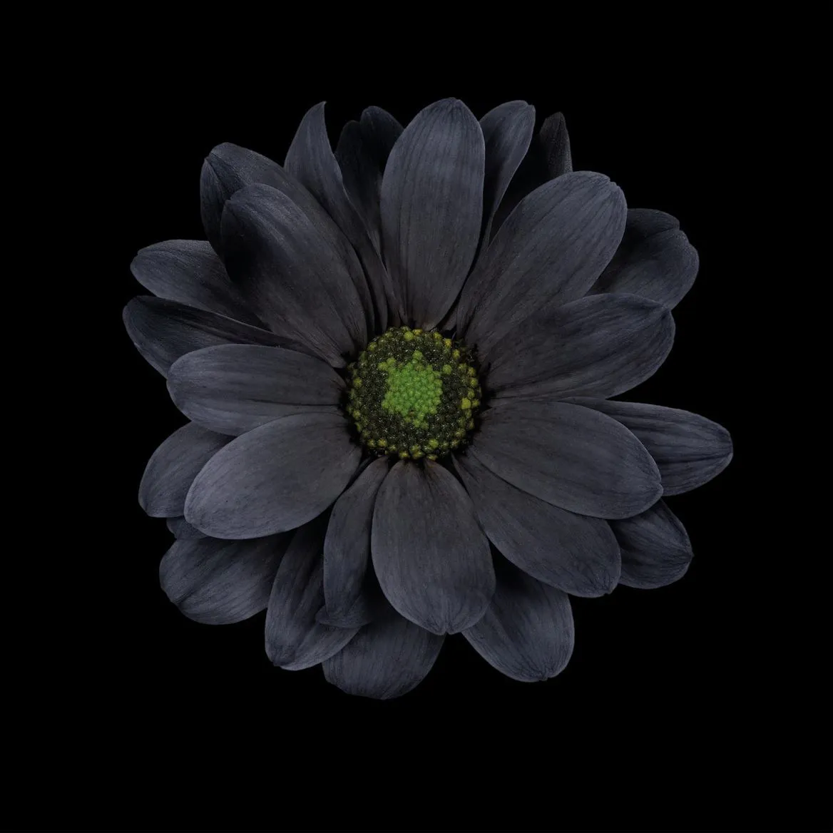 Chryzantéma trsová Kennedy Black • 70 cm