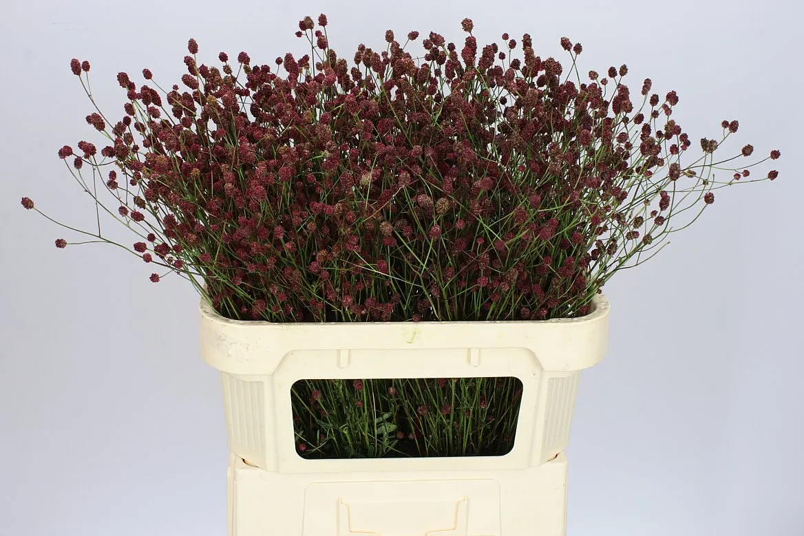 Sanguisorba Of Cayenn R Red • 80 cm