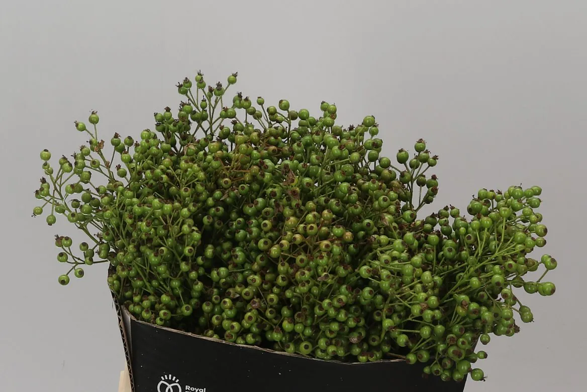 Rozenbottel Plenty Green • 50 cm