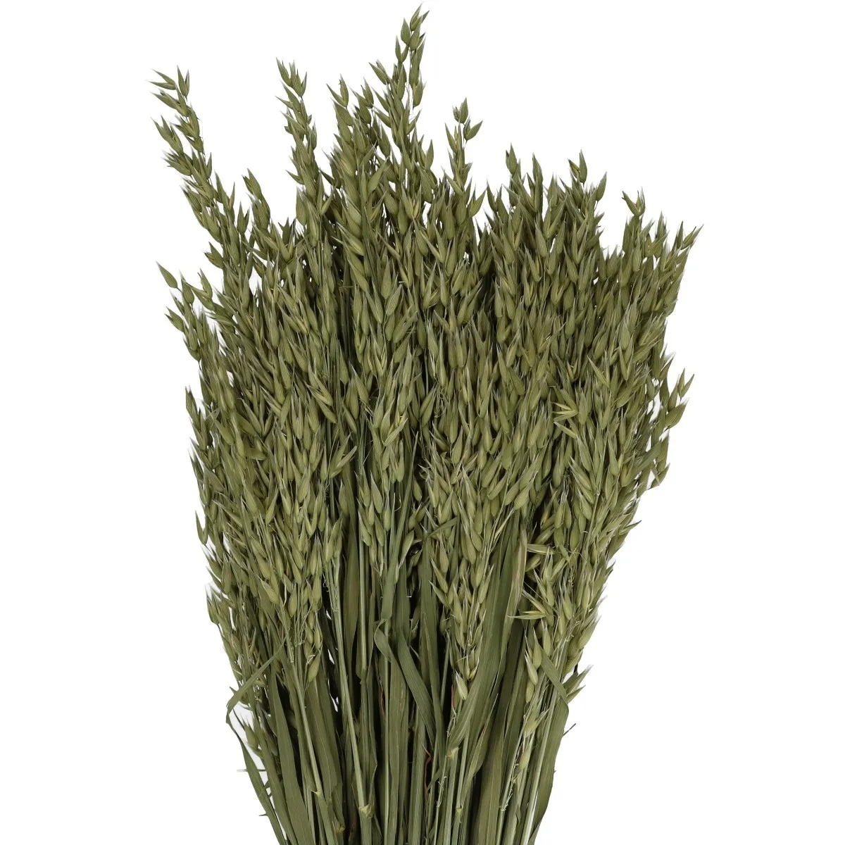 Sušený ovos hnedý 50 cm