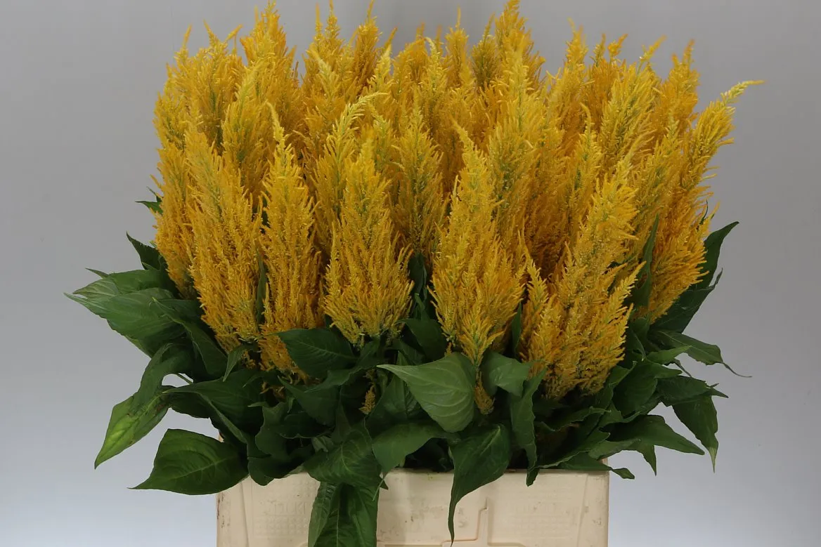 Celosia Pl Yellow • 60 cm