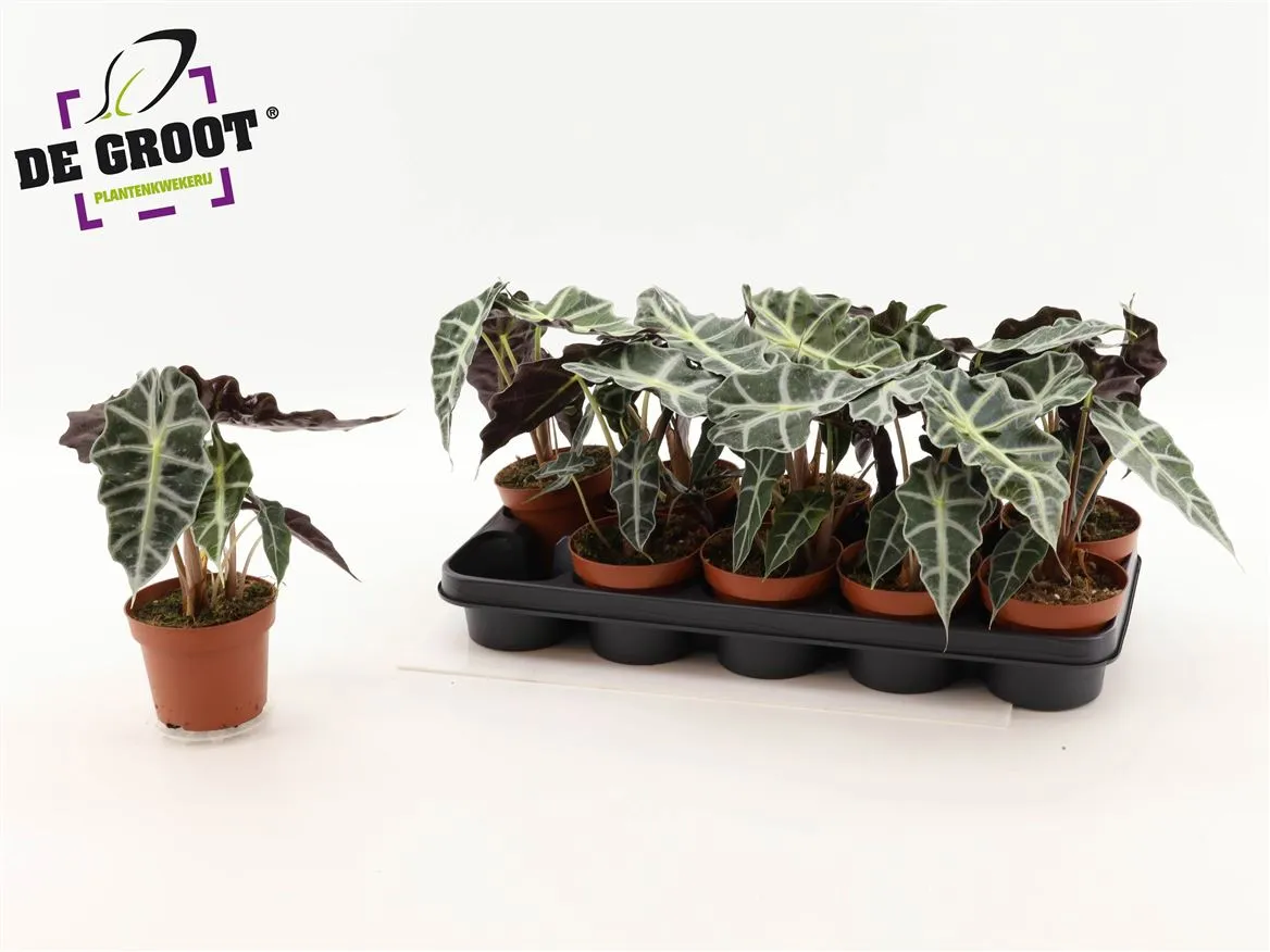 Alocasia Polly • črepník 12 cm