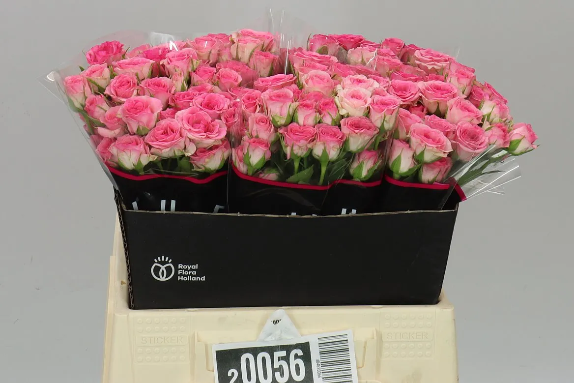Rosa Tr Tralala • 40 cm