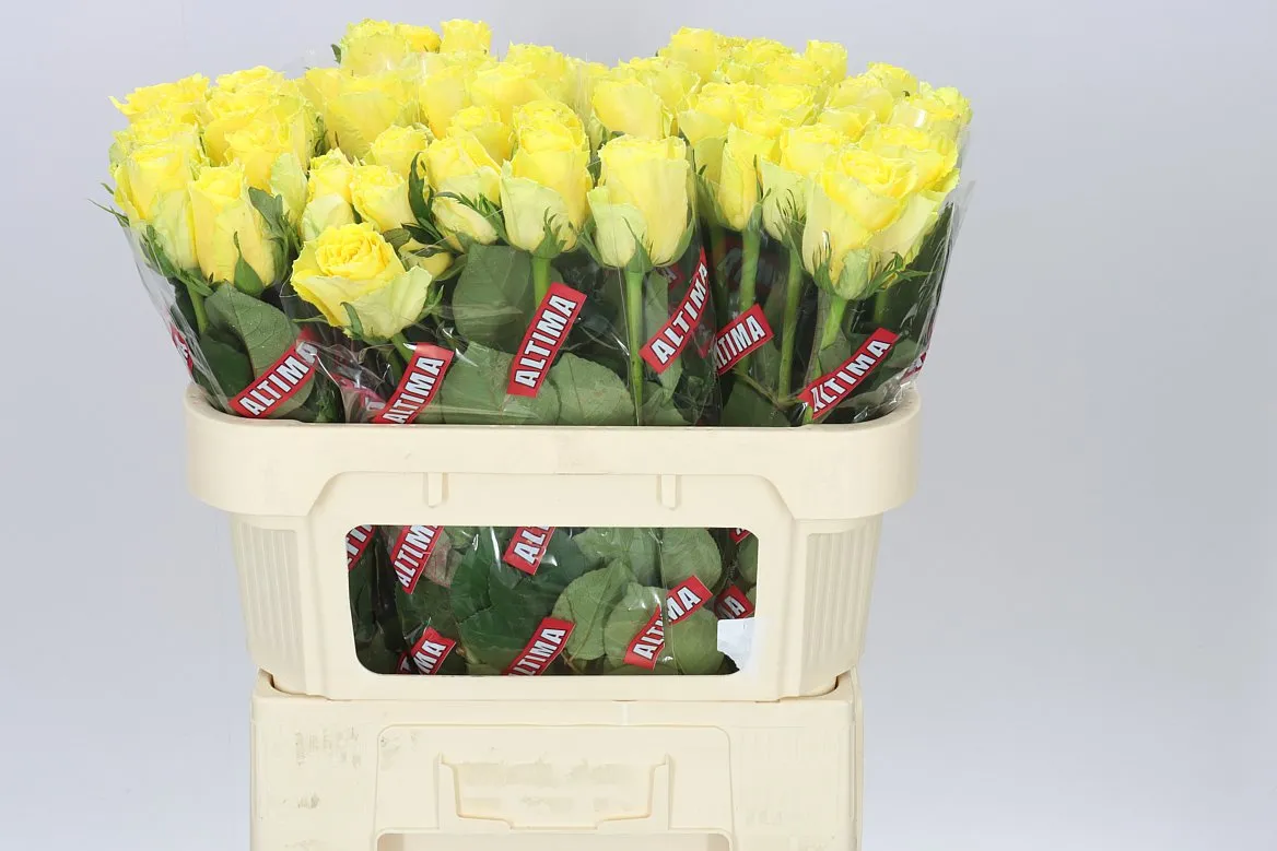 Rosa Gr Good Times • 70 cm
