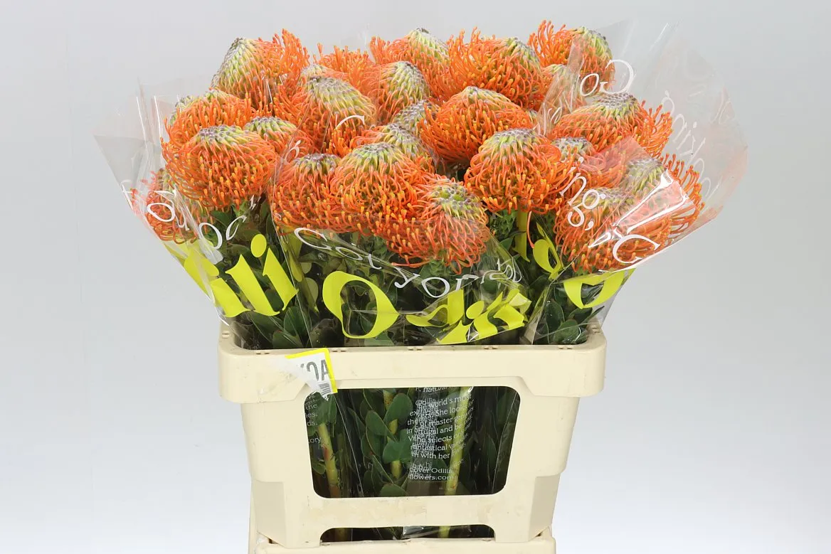 Leucospermum Ayoba Orange • 60 cm