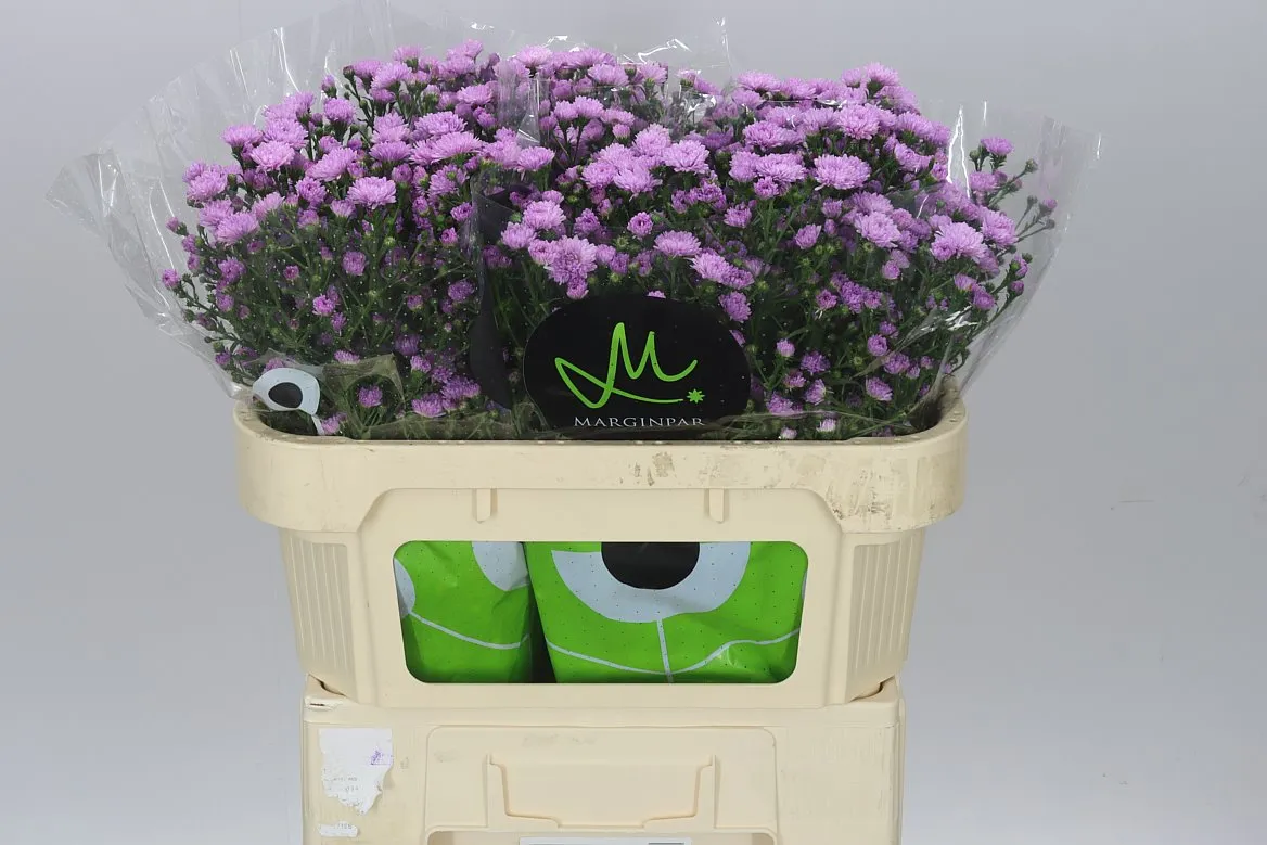 Aster Double Da Pink • 70 cm