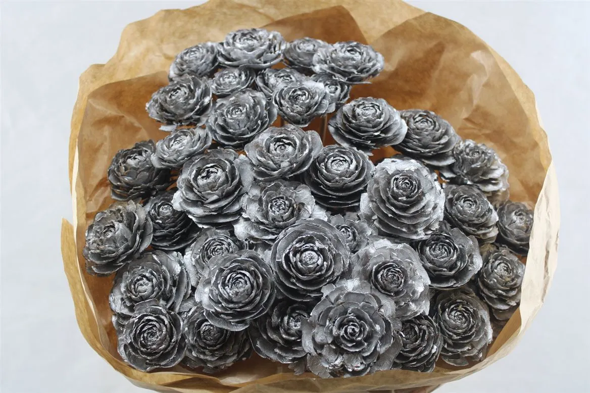 Cederroos Silver X40, sušené • 50 cm
