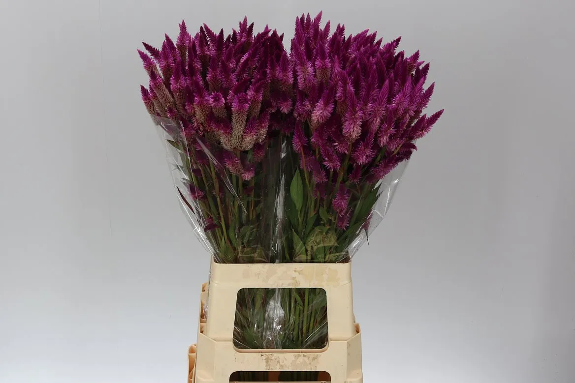 Celózia Sp Celway Purple • 75 cm