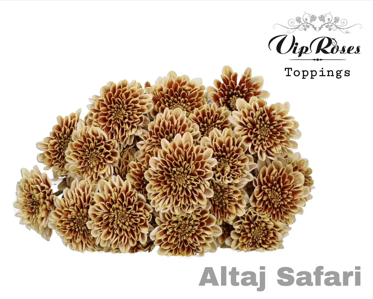 Chryzantéma trsová Altaj Safari • 65 cm