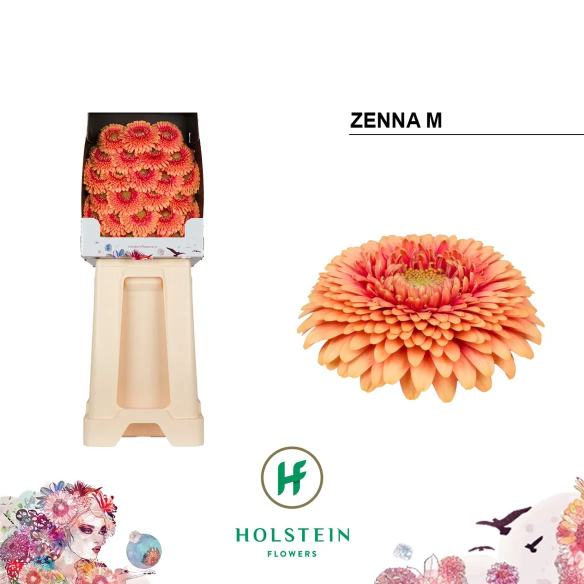 Germ D P Zenna • 55 cm