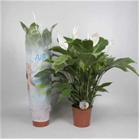 Lopatkovec Sweet Lauretta • črepník 24 cm