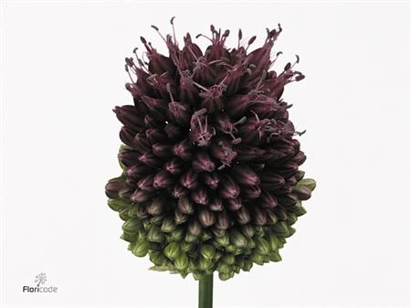 Allium Sphaerocephalon • 80 cm
