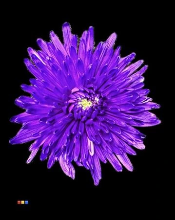 Chryzantéma veľkokvetá Topspin Milka • 70 cm