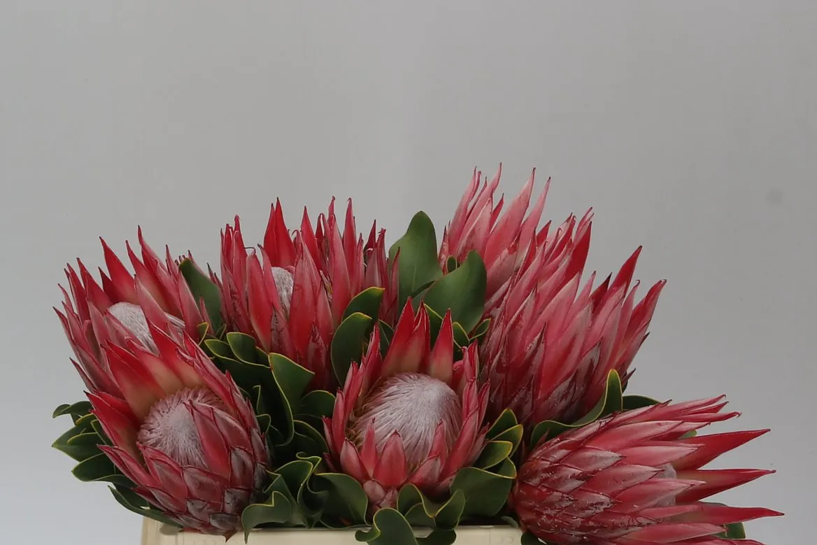 Protea Cynaroides Clare • 40 cm