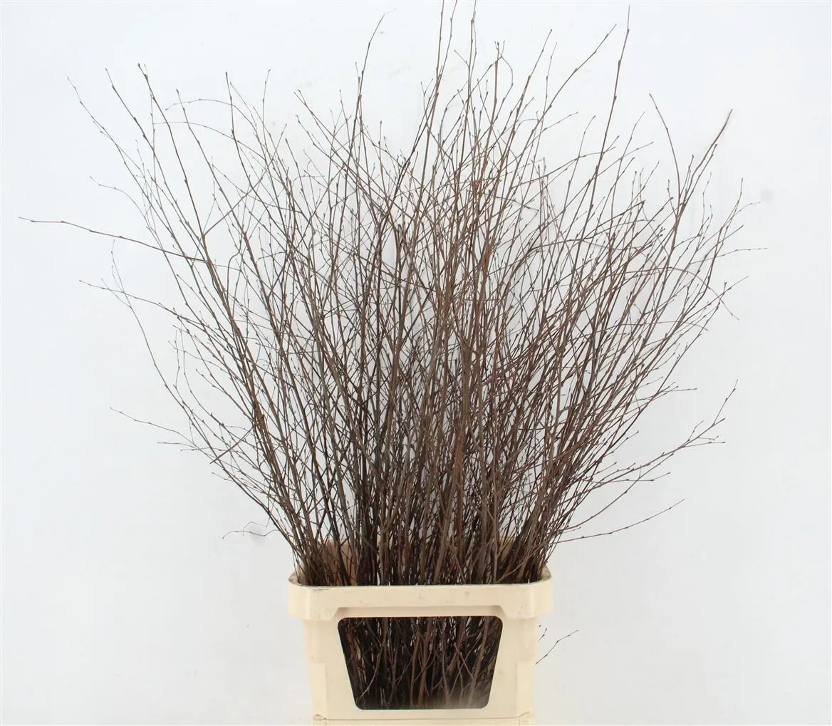 Berk Naturel • 150 cm