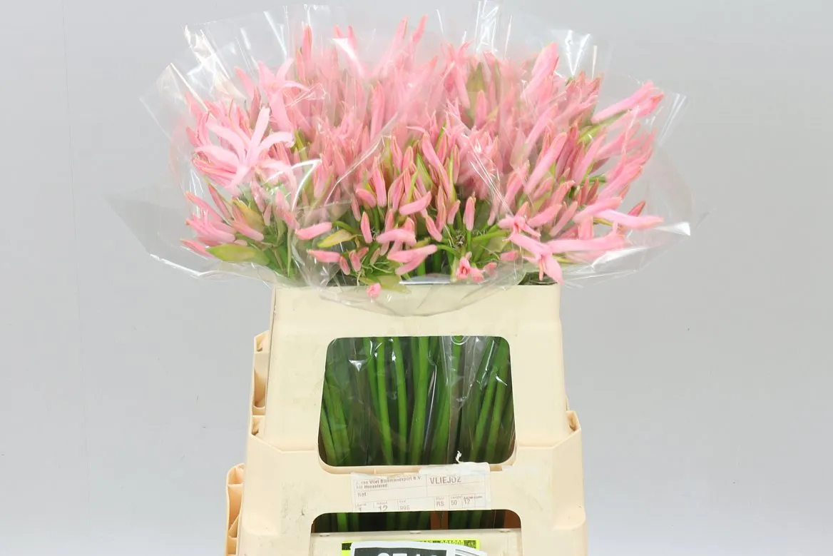 Nerine Bo Vesta K • 55 cm