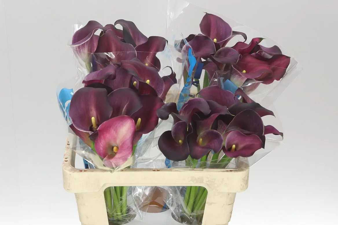 Kala Bordeaux Art • 55 cm