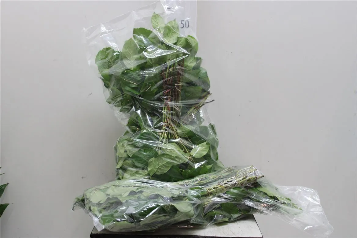 Salal Baby Vacuum X5 • 30 cm