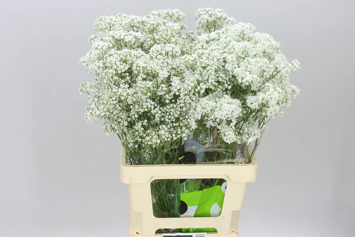 Gypsofila Pa Millio Daisy • 70 cm