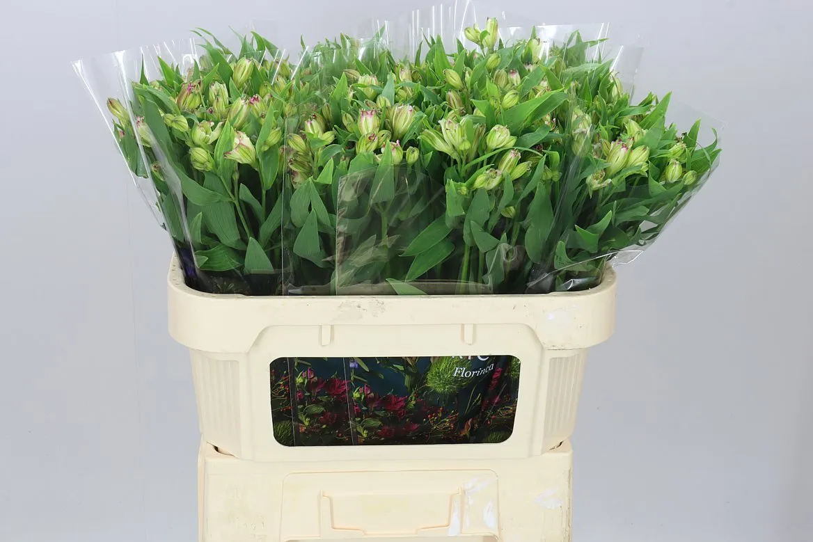 Alstroméria Charm Lolea • 70 cm