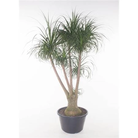 Beaucarnea rozvetvená P60 - 5ft • črepník 60 cm