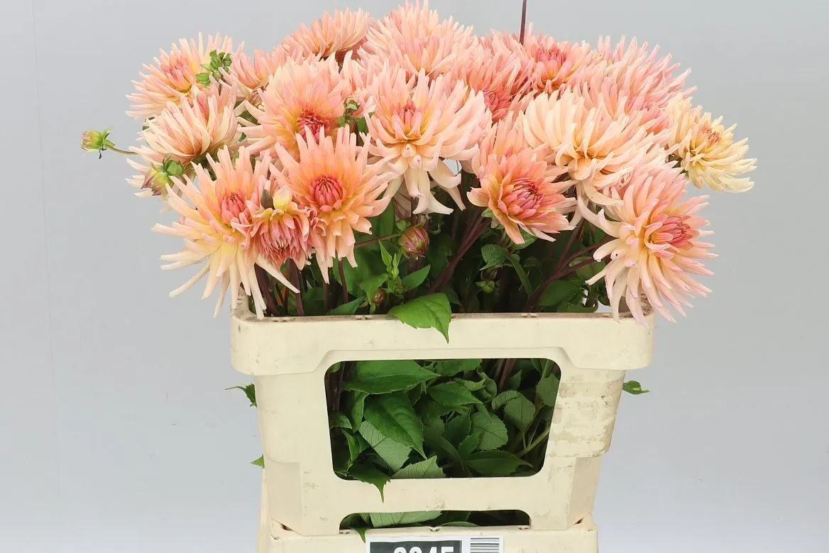 Dahlia Preference • 60 cm