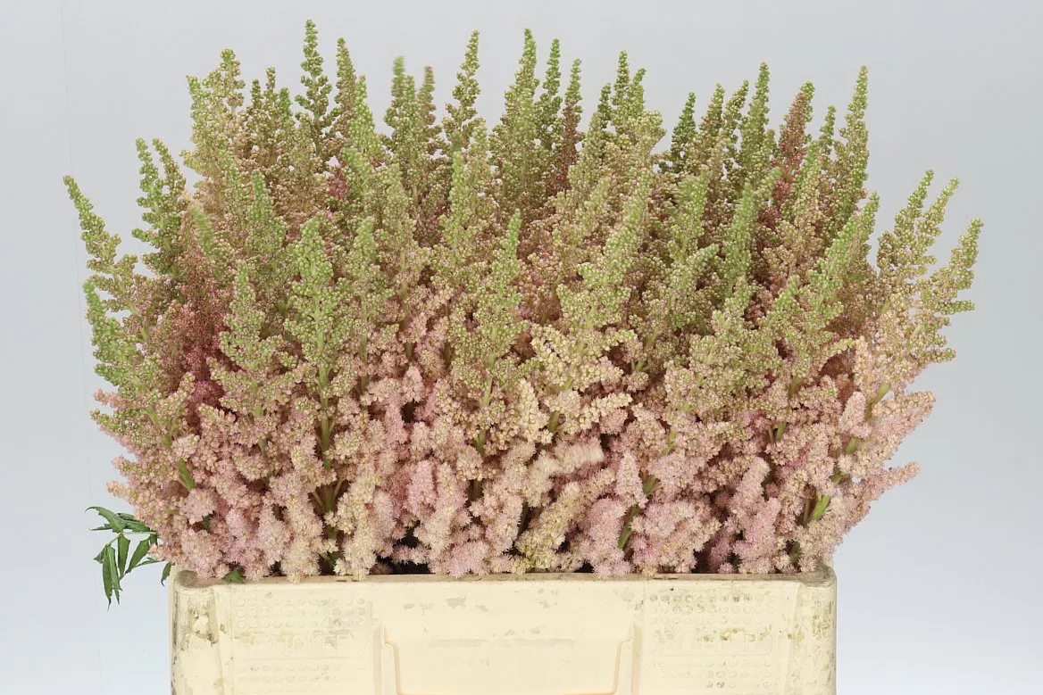 Astilbe Inferno • 60 cm
