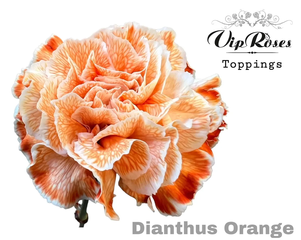 Di St Orange • 60 cm