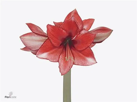 Amarylis Charisma • 75 cm