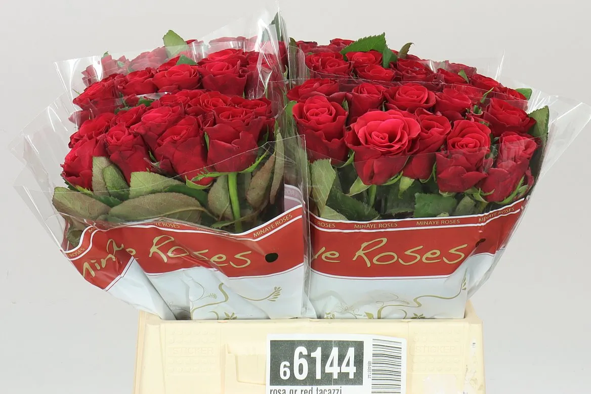 Rosa Gr Red Tacazzi+ • 40 cm
