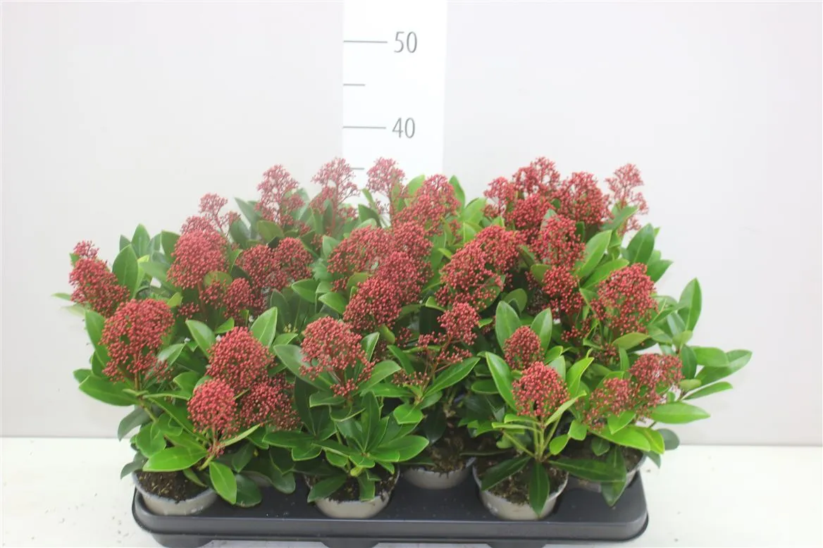 Skimmia Rubella 3-4 • črepník 11 cm
